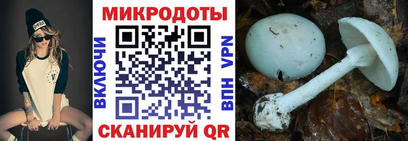 Псилоцибиновые грибы Cubensis мега зеркало Гаврилов Посад как найти